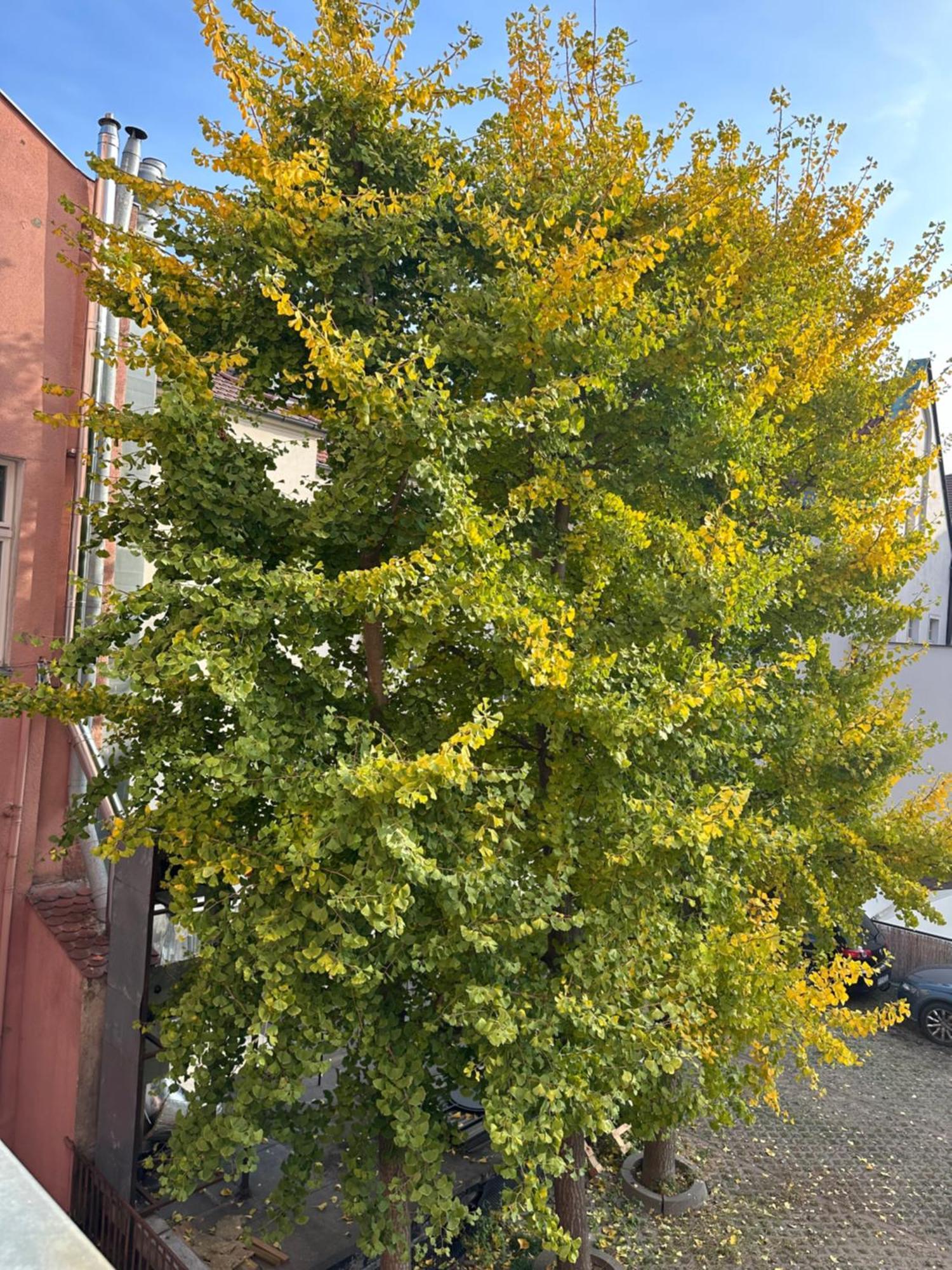 Cilantro Przy Starym Rynku Apartment